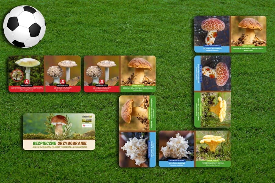 Domino XL - Bezpieczne Grzybobranie - gra XXL do wynajęcia
